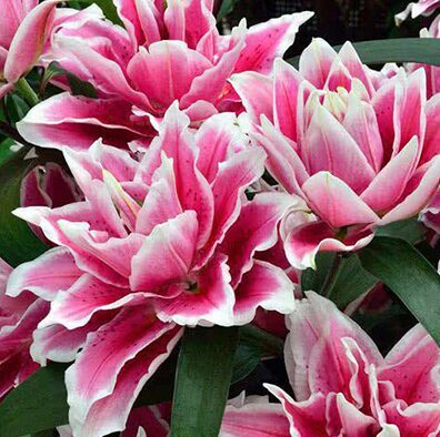 Lilija 'Roselily Samantha'